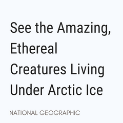 See the Amazing, Ethereal Creatures Living Under Arctic Ice