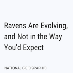 Ravens Are Evolving, and Not in the Way You'd Expect